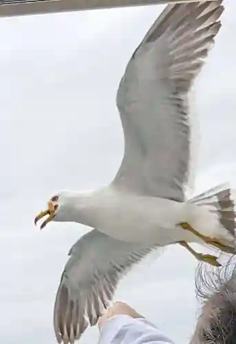 金華山黄金山神社(宮城県)