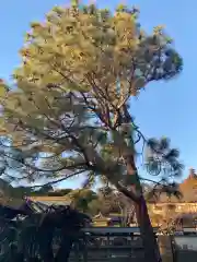 時宗総本山 遊行寺（正式：清浄光寺）(神奈川県)