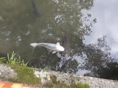 大神山神社本宮の動物