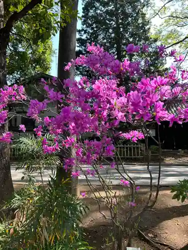 武蔵一宮氷川神社(埼玉県)