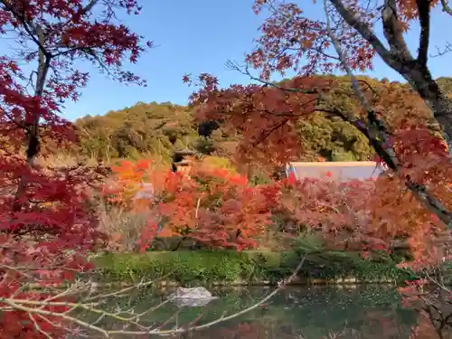 禅林寺（永観堂）の自然
