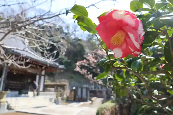 来迎寺(西御門)(神奈川県)