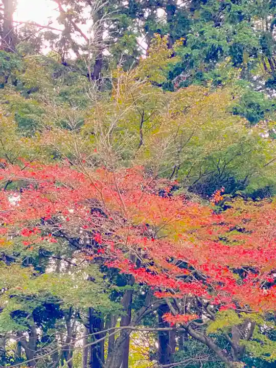 隨心院(随心院)の自然