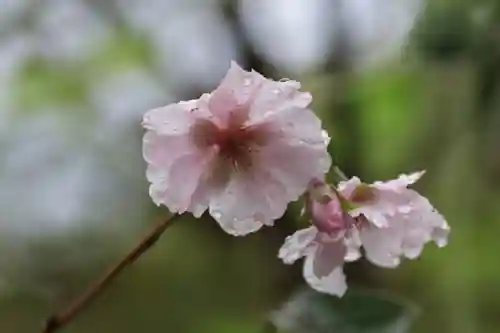 阿久津「田村神社」（郡山市阿久津町）旧社名：伊豆箱根三嶋三社の庭園