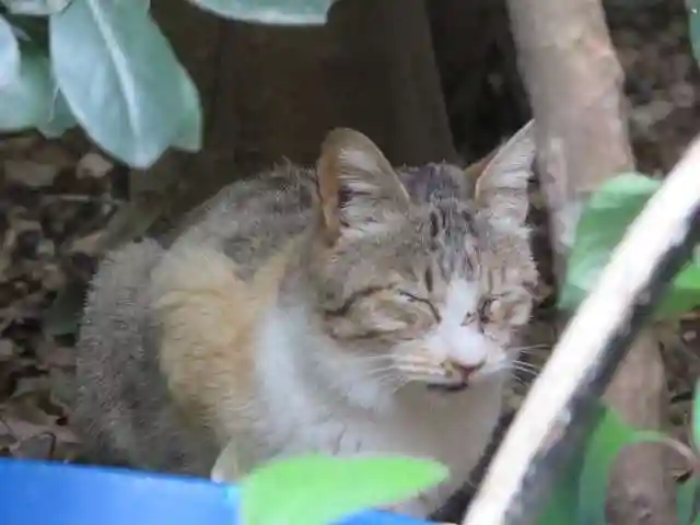 伊勢神宮内宮(皇大神宮)(三重県)