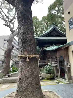 海老江八坂神社の自然