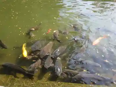 白山神社(二子町)の動物