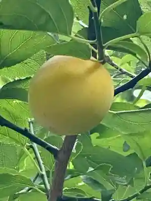 八木神社の自然