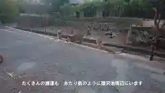 興福寺の動物