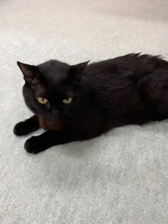 弥生神社の動物