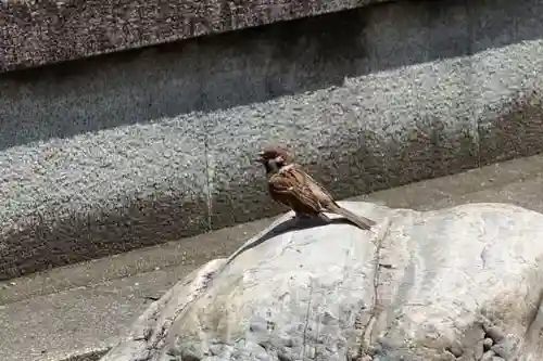 安城神社の動物