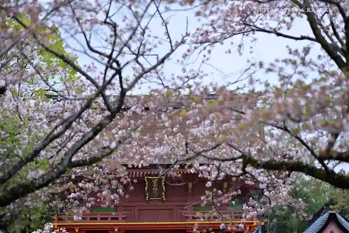 富士山本宮浅間大社の自然
