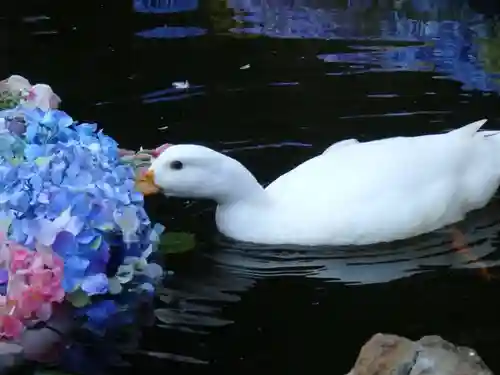 楽法寺（雨引観音）の動物