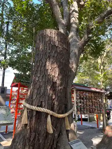 大宮・大原神社の自然