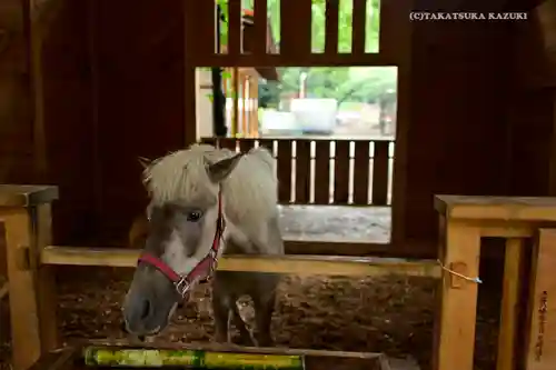 平塚八幡宮の動物