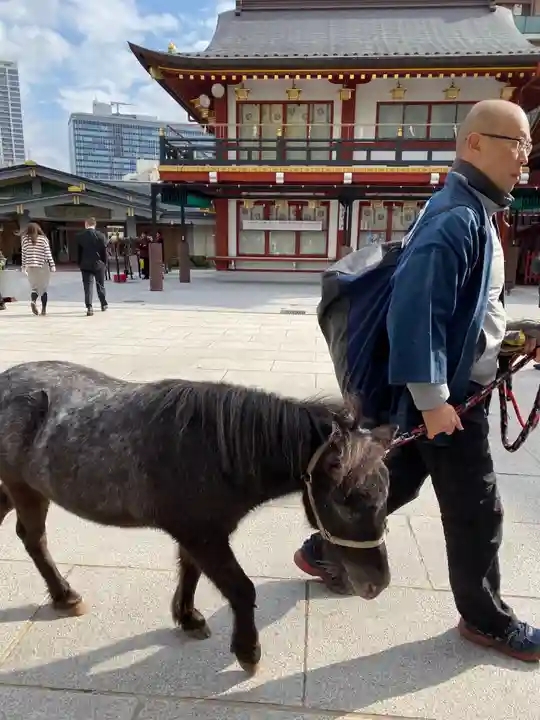 神田神社(神田明神)の動物