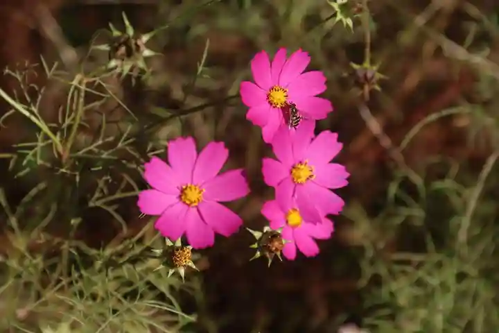 阿久津「田村神社」(郡山市阿久津町)旧社名:伊豆箱根三嶋三社の庭園