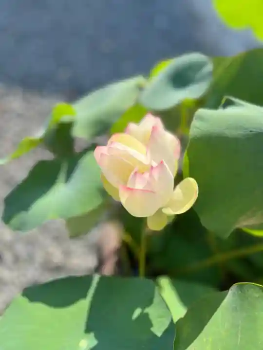 大光寺(大阪府)