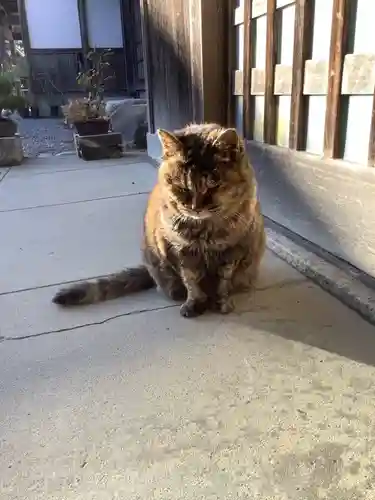 矢合観音の動物