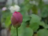 極楽山 浄土寺の自然