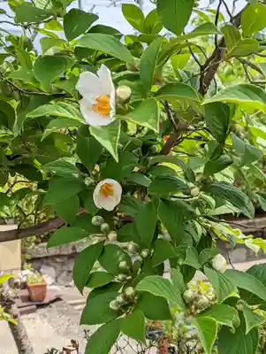六孫王神社(京都府)