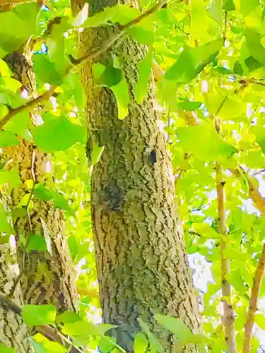 成田熊野神社の自然