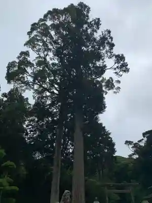 山宮神社の自然