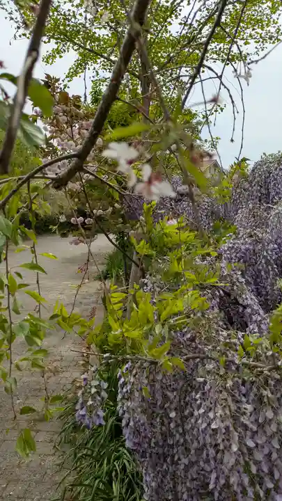 應神天皇惠我藻伏崗陵(誉田御廟山古墳)(大阪府)