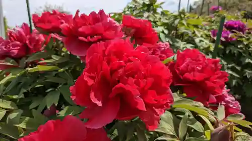 金蛇水神社(宮城県)