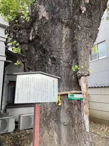 品川寺(東京都)
