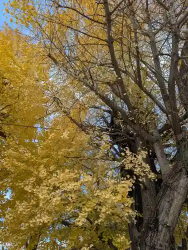 飛木稲荷神社の自然