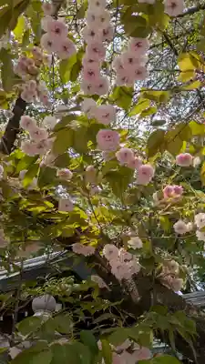 白峯神宮(京都府)