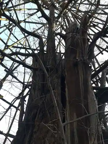 稲毛神社の自然