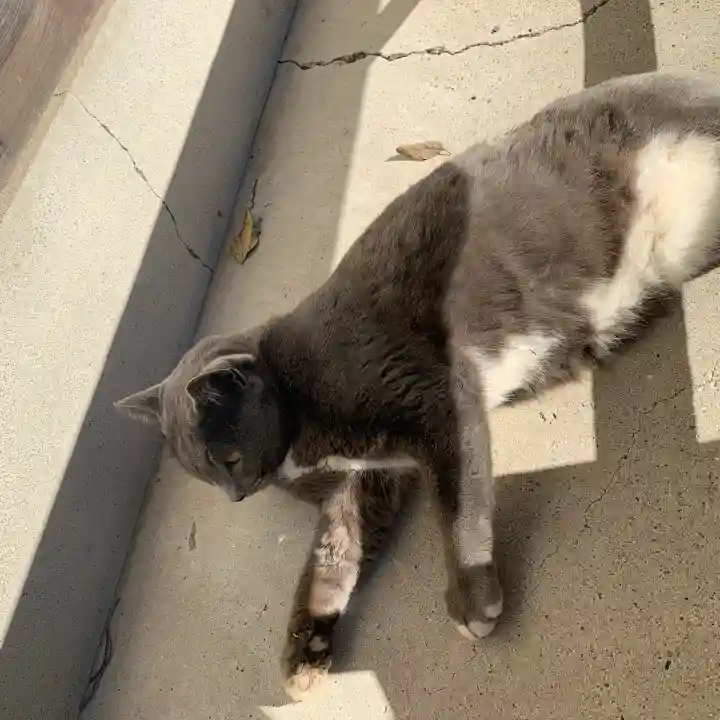 鹿島神社(和歌山県)