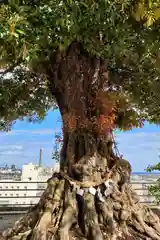 植田八幡神社の自然