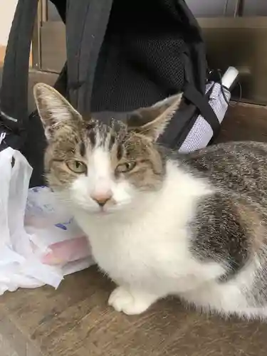 玉野御嶽神社の動物