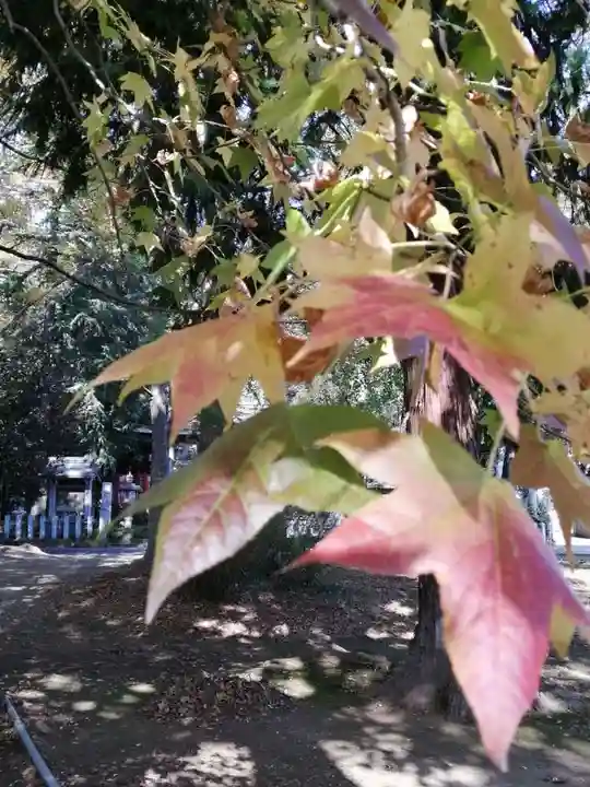 沓掛香取神社の自然