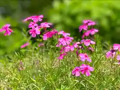 山家神社の自然