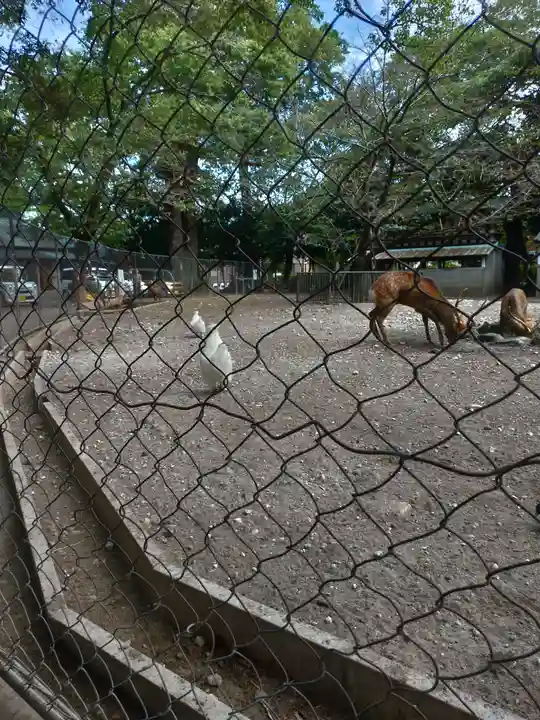 三嶋大社の動物