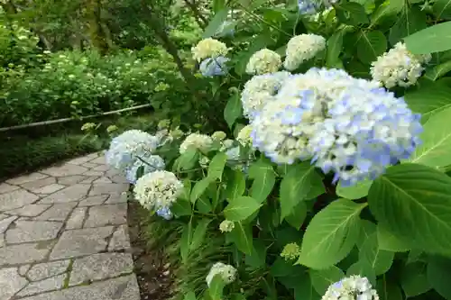 矢田寺の自然