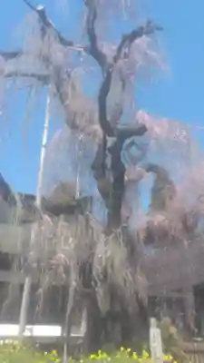 慈雲寺(山梨県)