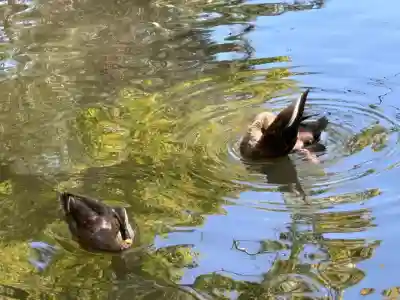間々田八幡宮の動物