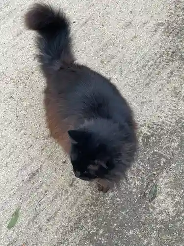 八幡奈多宮の動物