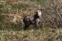 赤岩稲荷神社の動物