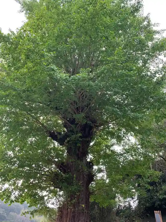 如意輪寺の自然