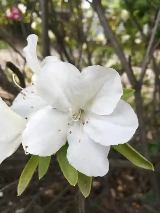 蓮華王院(三十三間堂)の自然