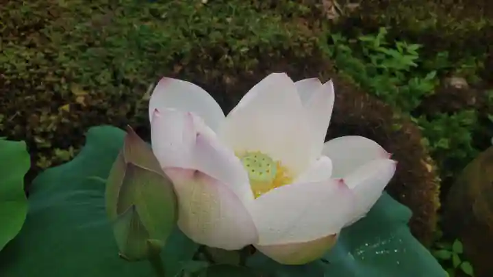 浄土宗 光明山 大蓮寺(照曜会館)の自然