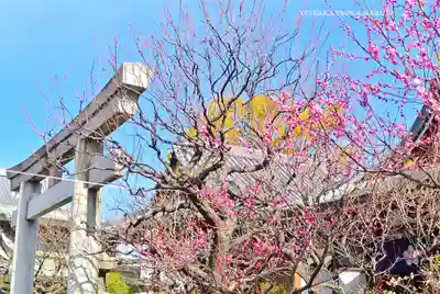 亀戸天神社(東京都)