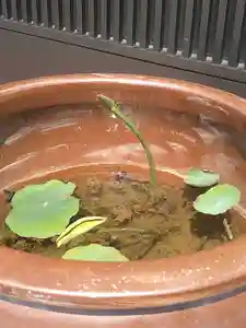 雨竜 専福寺(北海道)(2025年06月14日(土) 18時49分13秒投稿)