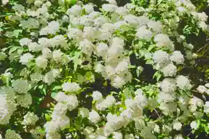 海龍王寺(奈良県)(2025年04月29日(火) 10時50分12秒投稿)